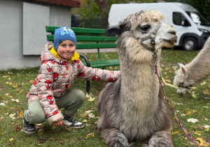 Dziecko przytula się do alpaki