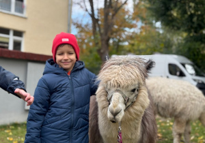 Dziecko przytula się do alpaki