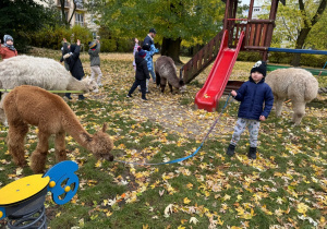 Dzieci spacerują z alpakami