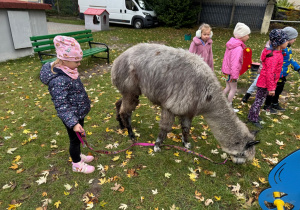 Dzieci spacerują z alpakami