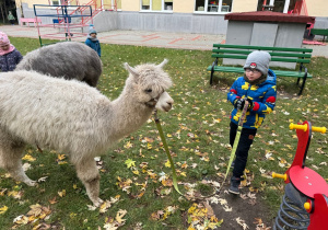 Dzieci spacerują z alpakami