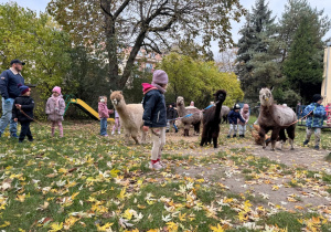 Dzieci spacerują z alpakami