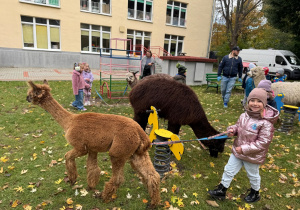 Dzieci spacerują z alpakami
