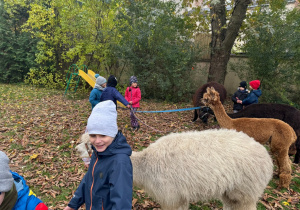 Dzieci spacerują z alpakami